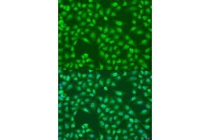 Immunofluorescence analysis of U2OS cells using COPS7A antibody. (COPS7A Antikörper  (AA 1-275))
