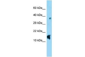 WB Suggested Anti-Nppc Antibody Titration: 1.