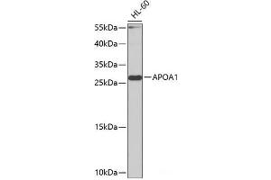 Western blot analysis of extracts of HL-60 cells using APOA1 Polyclonal Antibody at dilution of 1:1000. (APOA1 Antikörper)