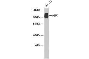Western blot analysis of extracts of HepG2 cells, using ALPI Antibody (ABIN6127419, ABIN6136822, ABIN6136823 and ABIN6221820) at 1:1000 dilution. (Intestinal Alkaline Phosphatase Antikörper  (AA 20-240))