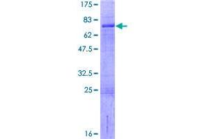 LHX9 Protein (AA 1-397) (GST tag)