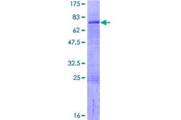 LHX9 Protein (AA 1-397) (GST tag)