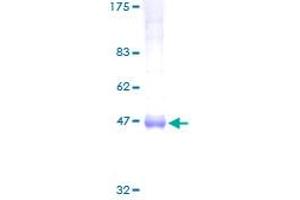 ARL4A Protein (AA 1-200) (GST tag)