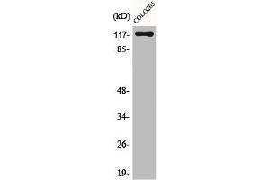 Western Blot analysis of COLO205 cells using C/EBP ζ Polyclonal Antibody (CEBPZ Antikörper  (N-Term))