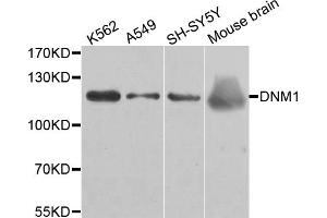 Western blot analysis of extracts of various cell lines, using DNM1 antibody. (Dynamin 1 Antikörper)