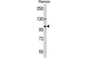 Western blot analysis of GNAS Antibody (Center) in Ramos cell line lysates (35 µg/lane). (GNAS Antikörper  (Middle Region))