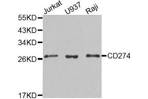 Western blot analysis of extracts of various cell lines, using CD274 antibody.