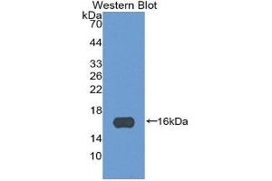 Western Blotting (WB) image for anti-Periostin (POSTN) (AA 97-230) antibody (ABIN1860278) (Periostin Antikörper  (AA 97-230))