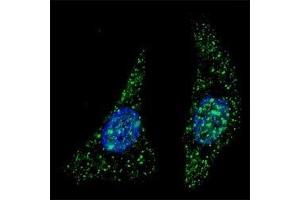 Immunofluorescence (IF) image for anti-ATG5 Autophagy Related 5 (ATG5) (AA 1-30) antibody (ABIN3030038)