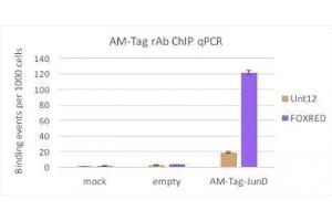 AM-Tag antibody (rAb) tested by ChIP.