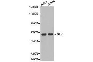 Western Blotting (WB) image for anti-Nuclear Factor I/A (NFIA) antibody (ABIN1873894) (NFIA Antikörper)