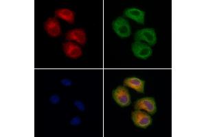 ABIN7094629 and ABIN7098679 staining Hela cells by IF/ICC. (TOM1L2 Antikörper  (Internal Region))