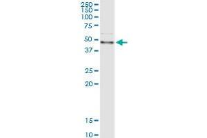 Immunoprecipitation of FASN transfected lysate using anti-FASN MaxPab rabbit polyclonal antibody and Protein A Magnetic Bead , and immunoblotted with FASN purified MaxPab mouse polyclonal antibody (B01P) . (Fatty Acid Synthase Antikörper  (AA 1-439))