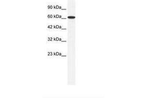 Image no. 1 for anti-Zinc Finger Protein 266 (ZNF266) (AA 27-76) antibody (ABIN6735986) (ZNF266 Antikörper  (AA 27-76))