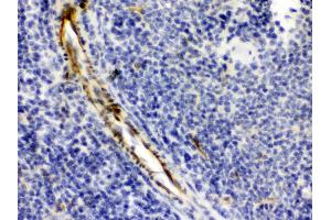 Alpha A Crystallin was detected in paraffin-embedded sections of mouse spleen tissues using rabbit anti- Alpha A Crystallin Antigen Affinity purified polyclonal antibody (Catalog # ) at 1 µg/mL. (CRYAA Antikörper  (AA 1-173))