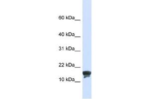 TMEM166 antibody used at 1 ug/ml to detect target protein. (TMEM166 Antikörper  (N-Term))