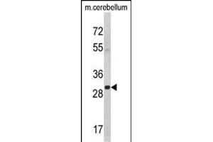 Western blot analysis of YWHAG Antibody (Center) (ABIN389486 and ABIN2839545) in mouse cerebellum tissue lysates (35 μg/lane).
