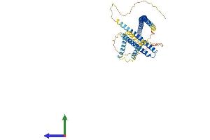 AlphaFold protein structure predicition of Human Recombinant TEX28 Protein, UniprotID O15482
