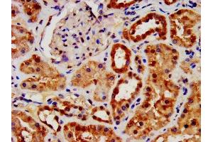 IHC image of ABIN7144472 diluted at 1:1400 and staining in paraffin-embedded human kidney tissue performed on a Leica BondTM system. (AIF Antikörper  (AA 103-612))