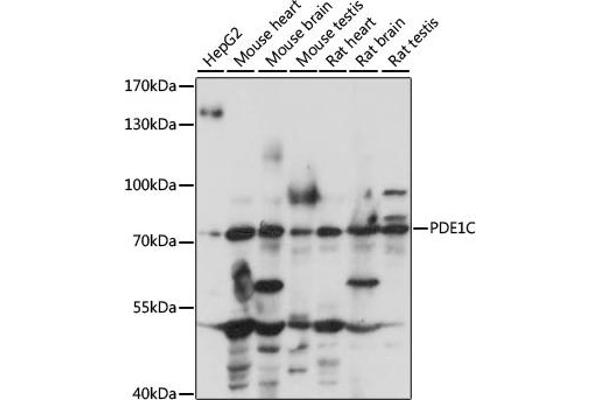 PDE1C Antikörper  (AA 435-634)