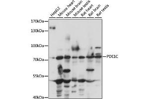 Western blot analysis of extracts of various cell lines, using PDE1C antibody (ABIN7269300) at 1:1000 dilution. (PDE1C Antikörper  (AA 435-634))