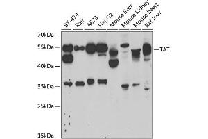 Western blot analysis of extracts of various cell lines, using TAT antibody (ABIN6127860, ABIN6148867, ABIN6148868 and ABIN6222500) at 1:1000 dilution. (Tat (AA 1-270) Antikörper)