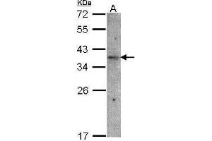 WB Image Sample(30 μg of whole cell lysate) A:Raji, 12% SDS PAGE antibody diluted at 1:1500 (OR51E1 Antikörper)
