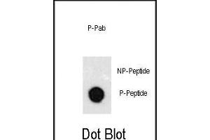 Dot blot analysis of anti-Phospho-GATA6-p Phospho-specific Pab (R) on nitrocellulose membrane.