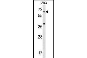 Western blot analysis in 293 cell line lysates (35ug/lane). (STXBP2 Antikörper  (C-Term))
