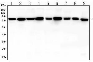 Western blot analysis of MSN using anti-MSN antibody (ABIN7600378).