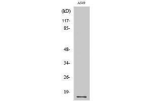 Western Blotting (WB) image for anti-Cytochrome C Oxidase Subunit IV Isoform 1 (COX4I1) (N-Term) antibody (ABIN3184059) (COX IV Antikörper  (N-Term))