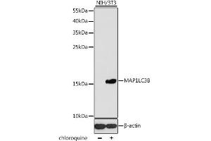 Western blot analysis of extracts of NIH/3T3 cells, using MAP1LC3B antibody (ABIN1876926) at 1:1000 dilution. (LC3B Antikörper)