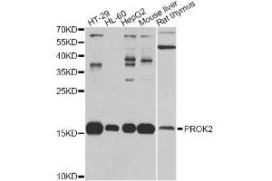 Western blot analysis of extracts of various cell lines, using PROK2 antibody. (PROK2 Antikörper  (AA 20-129))
