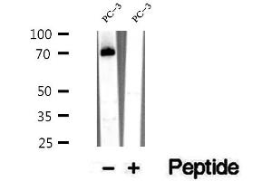 Western blot analysis of extracts of PC-3 cells, using RASGRP3 antibody. (RASGRP3 Antikörper  (Internal Region))