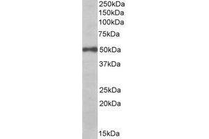AP22437PU-N EIF3E antibody staining of Daudi lysate at 0. (EIF3E Antikörper  (C-Term))