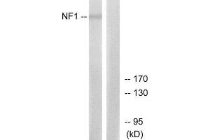 Western Blotting (WB) image for anti-Neurofibromin 1 (NF1) (Internal Region) antibody (ABIN1850488) (Neurofibromin 1 Antikörper  (Internal Region))