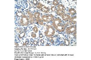 Rabbit Anti-ALAS2 Antibody  Paraffin Embedded Tissue: Human Kidney Cellular Data: Epithelial cells of renal tubule Antibody Concentration: 4. (ALAS2 Antikörper  (N-Term))