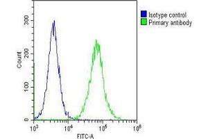 Overlay histogram showing Hela cells stained with Antibody (green line). (ELAVL1 Antikörper)