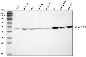 Western blot analysis of Hsp47/SERPINH1 using anti-Hsp47/SERPINH1 antibody (ABIN3043331).