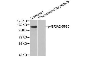 Western blot analysis of extracts from mouse brain tissue using Phospho-GRIA2-S880 antibody (ABIN2987746) and the same antibody preincubated with blocking peptide. (GRIA2 Antikörper  (pSer880))