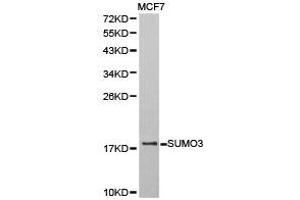 Western Blotting (WB) image for anti-Small Ubiquitin Related Modifier 3 (SUMO3) antibody (ABIN1874996) (SUMO3 Antikörper)