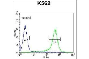 TMEM132D Antibody (C-term) (ABIN653969 and ABIN2843919) flow cytometric analysis of K562 cells (right histogram) compared to a negative control cell (left histogram). (TMEM132D Antikörper  (C-Term))