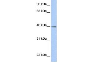 Western Blotting (WB) image for anti-Hypothetical LOC641515 (LOC641515) antibody (ABIN2459272) (LOC641515 Antikörper)