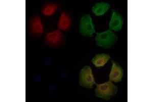 DNAJC11 Antibody staining Hela cells by IF/ICC. (DNAJC11 Antikörper  (C-Term))