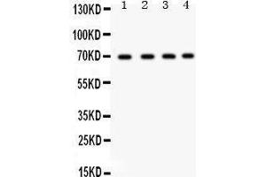 Western Blotting (WB) image for anti-X-Ray Repair Complementing Defective Repair in Chinese Hamster Cells 6 (XRCC6) (AA 464-496), (C-Term) antibody (ABIN3043965) (XRCC6 Antikörper  (C-Term))