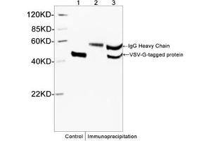 Image no. 4 for anti-VSV-G Epitope Tag antibody (ABIN294543) (VSV-g Tag Antikörper)
