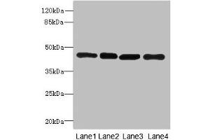 Western blot All lanes: PAICSantibody at 3. (PAICS Antikörper  (AA 176-425))