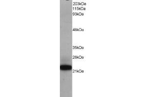 Western Blotting (WB) image for MYC Associated Factor X (MAX) peptide (ABIN368975) (MYC Associated Factor X (MAX) Peptid)