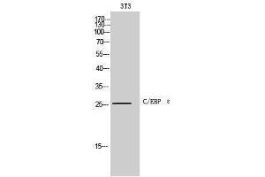 Western Blotting (WB) image for anti-CCAAT/enhancer Binding Protein (C/EBP), epsilon (CEBPE) (C-Term) antibody (ABIN3174090) (CEBPE Antikörper  (C-Term))