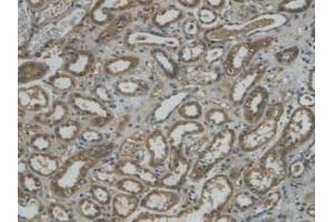 IHC-P analysis of Human Kidney Tissue, with DAB staining. (REG3g Antikörper  (AA 39-175))